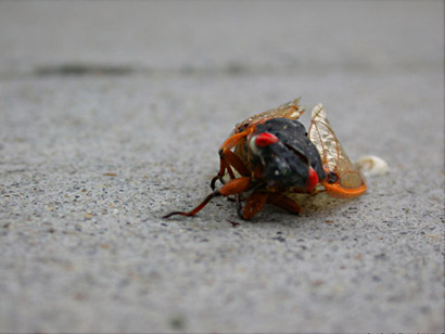 Cicada In D.C.